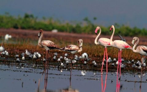 Bharatpur Bird Sanctuary