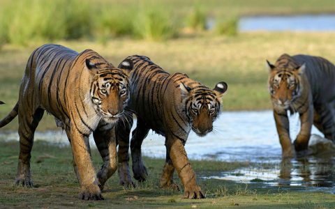 Tiger Safari Ranthambhore