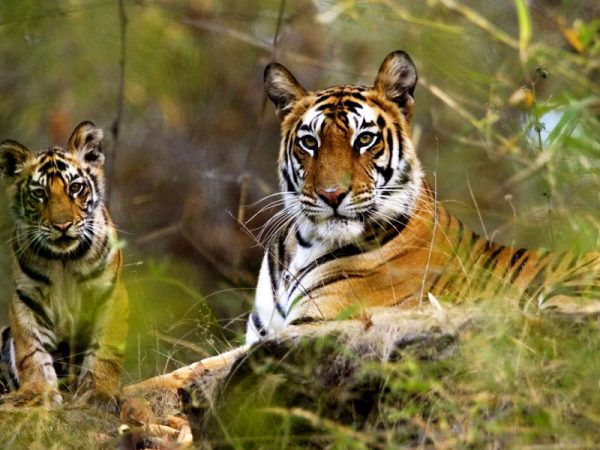 India Wildlife Tour