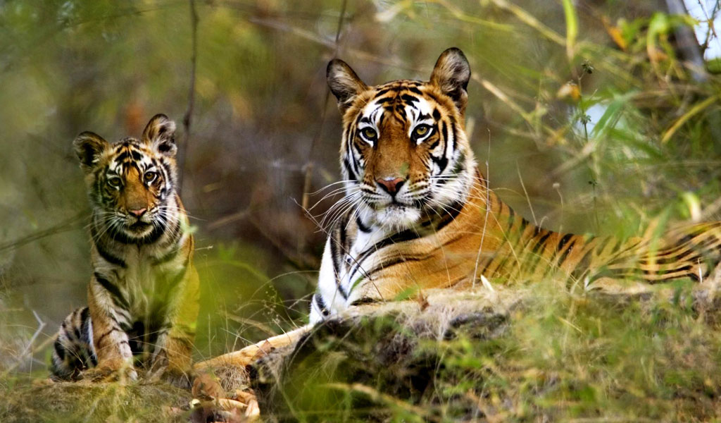 India Wildlife Tour