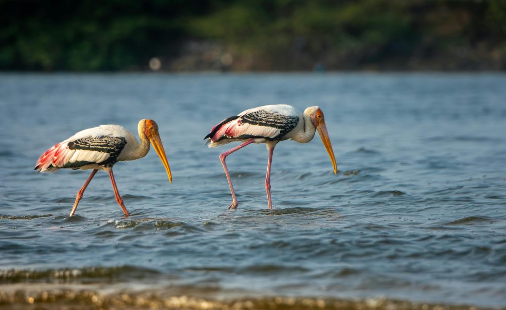 08 DAYS – GOLDEN TRIANGLE TOUR WITH BHARATPUR