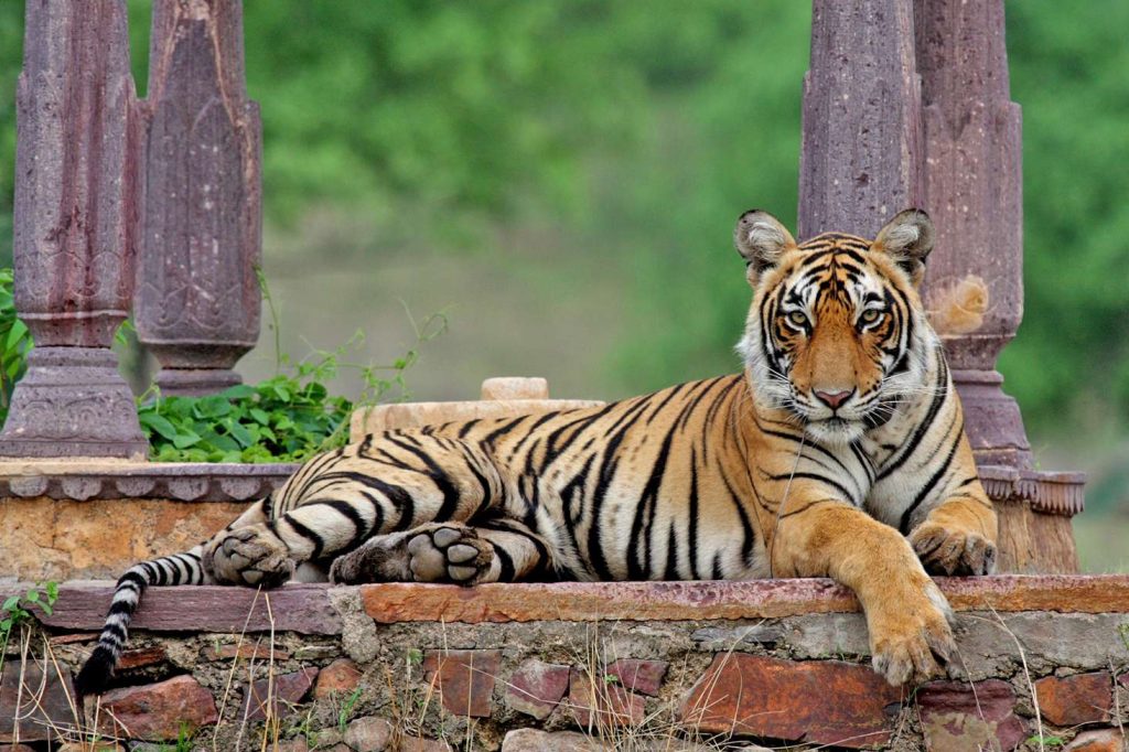 08 DAYS – GOLDEN TRIANGLE TOUR WITH RANTHMABHORE