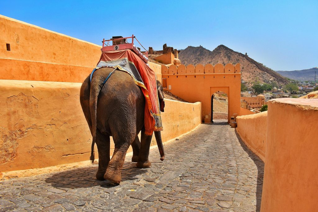 12 Days – RAJASTHAN WILDIFE HERITAGE TOUR