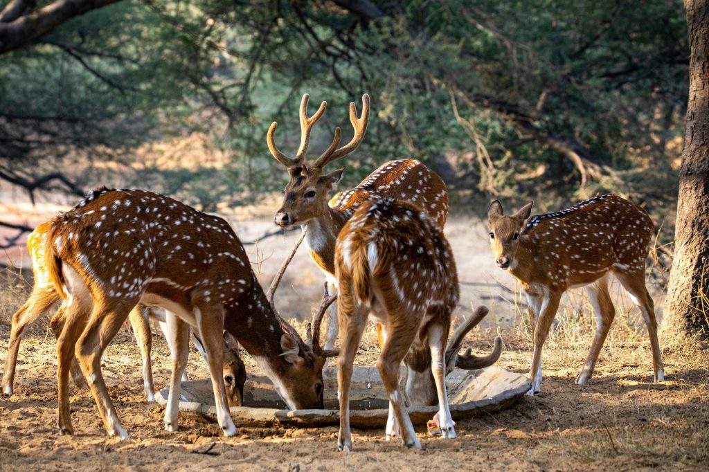 14 DAYS – SOUTH INDIA WILDLIFE TOUR