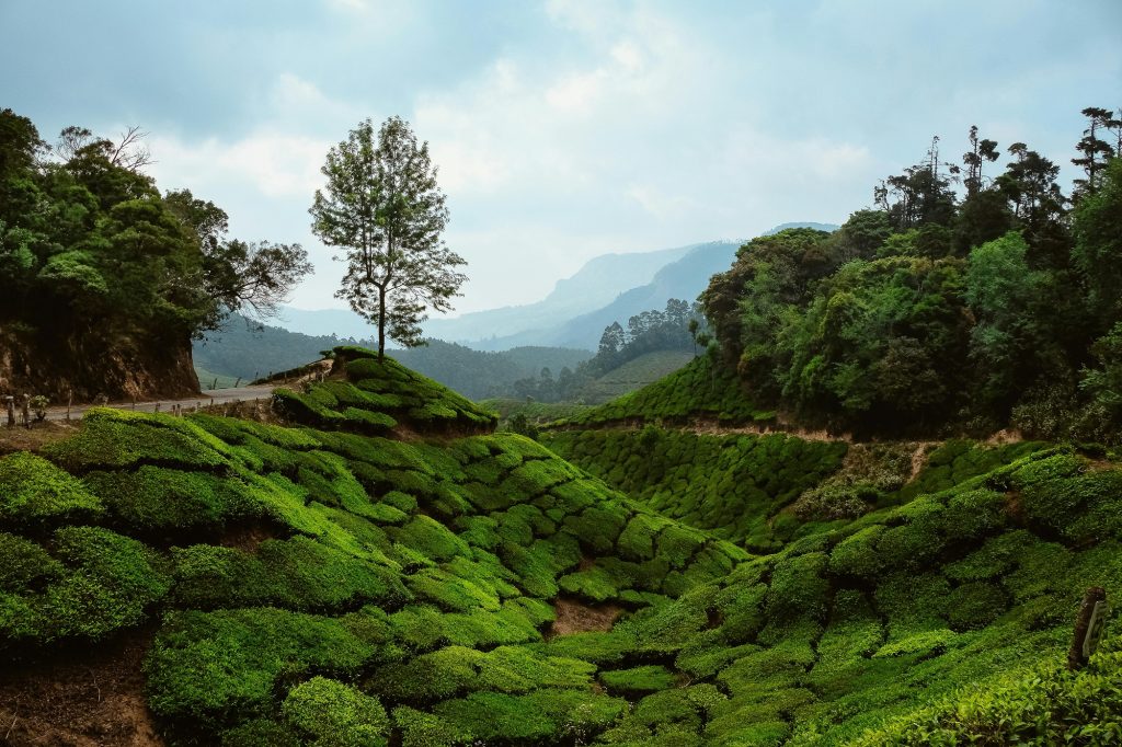 07 DAYS – KERALA ESCAPE