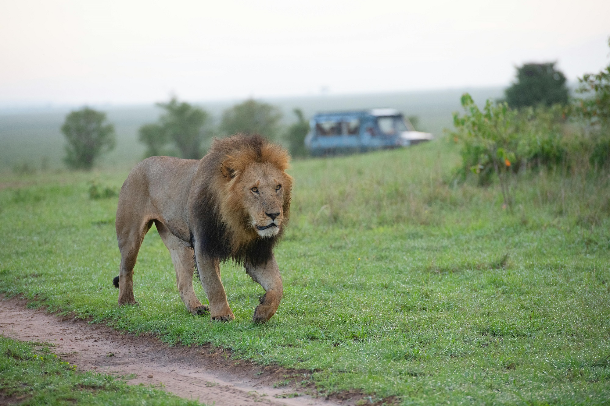 09 DAYS – LION SAFARI TOUR