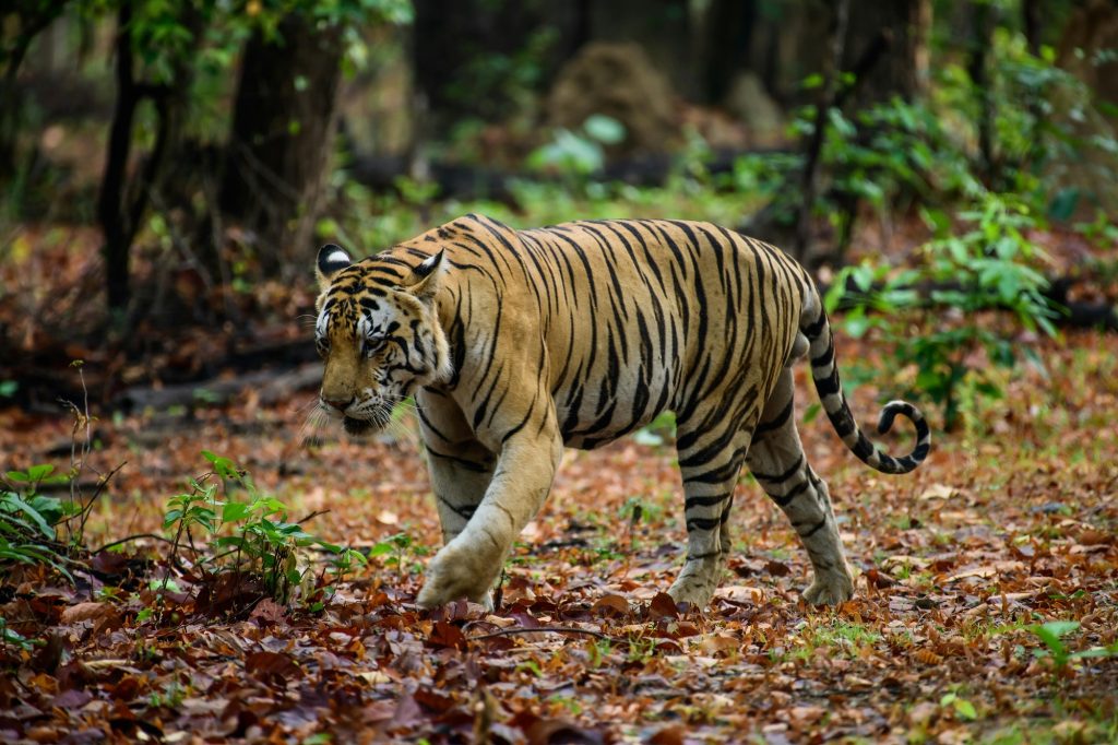 10 DAYS – THE GREAT INDIAN TIGER TRAIL