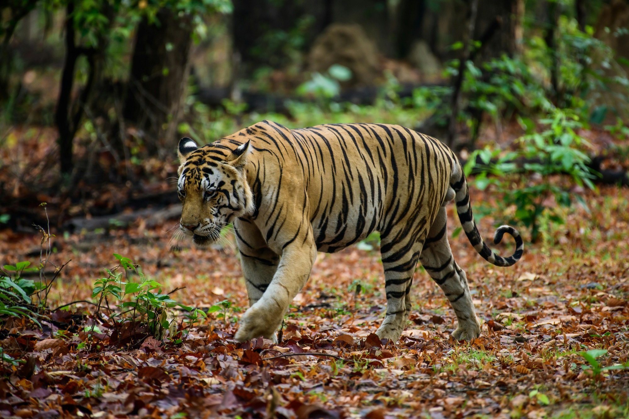 10 DAYS – THE GREAT INDIAN TIGER TRAIL