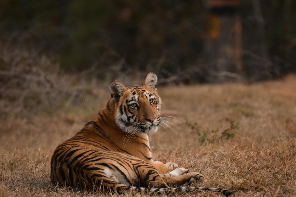 14 DAYS – TIGERS, TAJ & RAJASTHAN TOUR