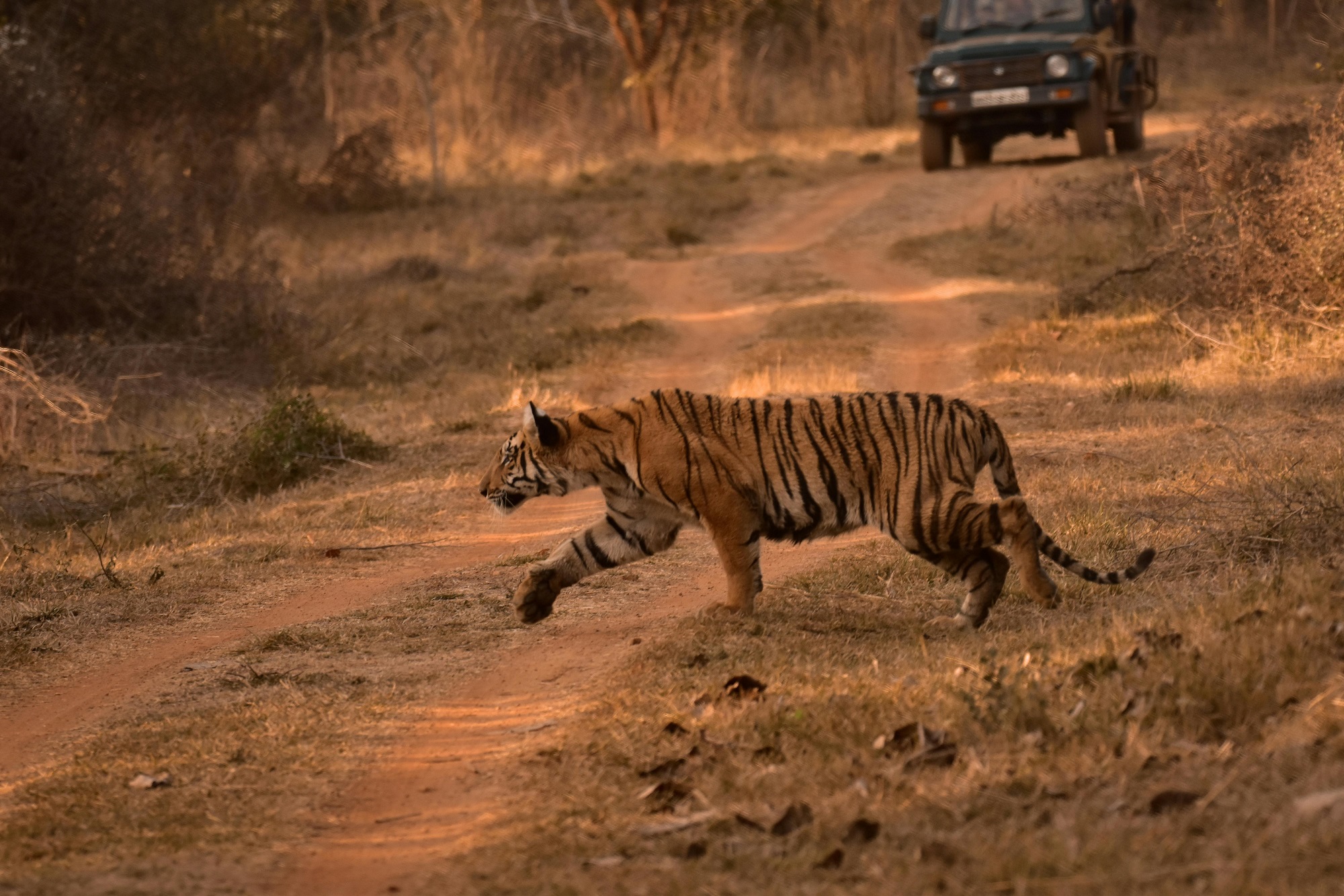 08 DAYS – CENTRAL INDIA TIGER TRAIL