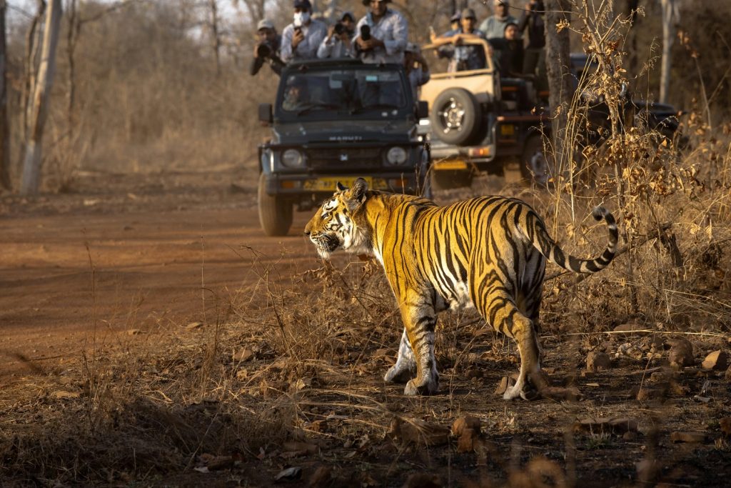 18 DAYS – INDIA WILDLIFE TOUR